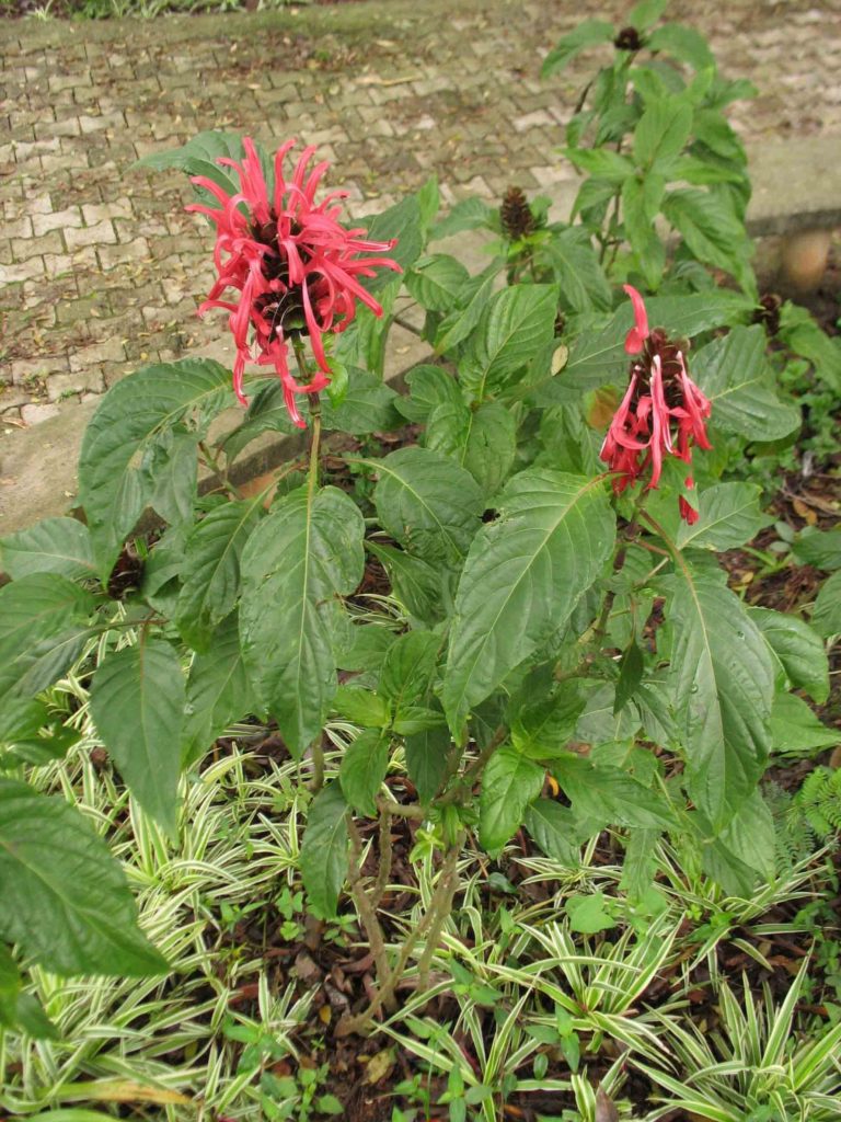 Foto em plano médio mostrando uma planta de porte baixo a médio, com duas inflorescências rosas formadas por pétalas longas e estreitas que se curvam para cima e para os lados. As folhas são grandes, verde-escuras e brilhantes, com nervuras marcadas e disposição densa ao redor das hastes florais. O solo abaixo apresenta cobertura vegetal baixa em tons de verde claro. O fundo revela superfície pavimentada desfocada. A iluminação é natural e uniforme, destacando o contraste entre as flores vibrantes e a folhagem.