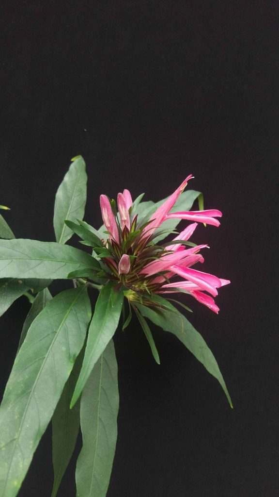 Foto em plano médio mostrando uma inflorescência rosa formada por pétalas tubulares e alongadas que se abrem em diferentes direções. A flor está cercada por folhas verdes estreitas e lanceoladas, com nervuras centrais bem marcadas. O fundo é preto e uniforme, destacando o contraste entre o rosa vibrante da inflorescência e o verde das folhas. A iluminação é suave, realçando a textura das pétalas e das folhas sem produzir sombras fortes.