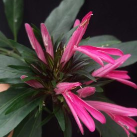 Foto em close de um agrupamento de flores rosa com pétalas alongadas e levemente abertas na extremidade. As flores emergem de uma base formada por brácteas estreitas e escuras. Folhas verdes longas, de formato lanceolado, envolvem a inflorescência. O fundo é preto e uniforme, destacando a coloração intensa das flores. A iluminação é suave, ressaltando a textura felpuda das pétalas e o brilho discreto das folhas.