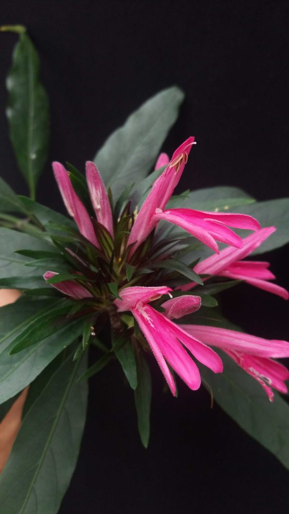 Foto em close de um agrupamento de flores rosa com pétalas alongadas e levemente abertas na extremidade. As flores emergem de uma base formada por brácteas estreitas e escuras. Folhas verdes longas, de formato lanceolado, envolvem a inflorescência. O fundo é preto e uniforme, destacando a coloração intensa das flores. A iluminação é suave, ressaltando a textura felpuda das pétalas e o brilho discreto das folhas.