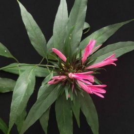 Foto em plano médio mostrando uma inflorescência rosa composta por pétalas tubulares e alongadas, rodeada por folhas estreitas e lanceoladas. A flor está posicionada ao centro, enquanto as folhas se espalham em várias direções. O fundo preto cria destaque para as cores vibrantes e formas das pétalas. A iluminação suave evidencia detalhes das nervuras e da textura fina das pétalas.
