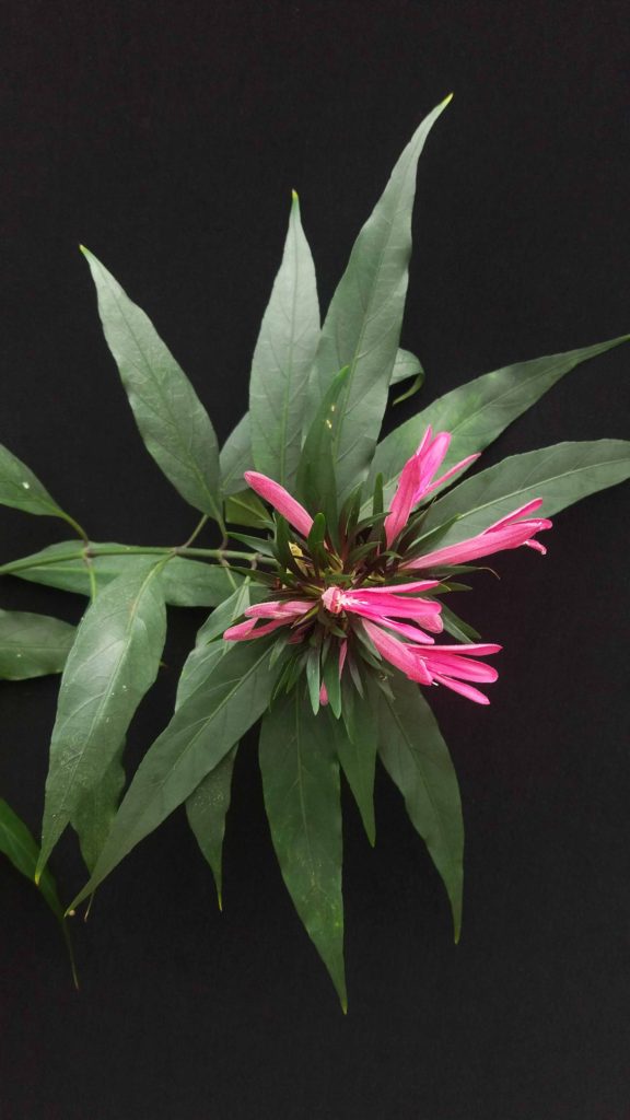 Foto em plano médio mostrando uma inflorescência rosa composta por pétalas tubulares e alongadas, rodeada por folhas estreitas e lanceoladas. A flor está posicionada ao centro, enquanto as folhas se espalham em várias direções. O fundo preto cria destaque para as cores vibrantes e formas das pétalas. A iluminação suave evidencia detalhes das nervuras e da textura fina das pétalas.