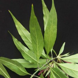 Foto em plano médio de um ramo exibindo várias folhas verdes longas, estreitas e pontiagudas, dispostas em pares ao longo do caule. As nervuras são finas e discretas, e algumas folhas mostram variações de tonalidade. O fundo é preto e uniforme, isolando o formato das folhas. A iluminação é suave e homogênea, ressaltando contornos e texturas sem sombras marcantes.