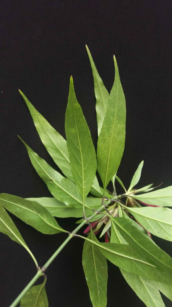 Foto em plano médio de um ramo exibindo várias folhas verdes longas, estreitas e pontiagudas, dispostas em pares ao longo do caule. As nervuras são finas e discretas, e algumas folhas mostram variações de tonalidade. O fundo é preto e uniforme, isolando o formato das folhas. A iluminação é suave e homogênea, ressaltando contornos e texturas sem sombras marcantes.