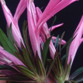 Foto em close mostrando várias flores rosa alongadas, com pétalas tubulares e felpudas, projetando-se em diferentes direções. As estruturas florais nascem de uma base formada por brácteas estreitas, verdes e arroxeadas. A imagem destaca o encontro entre os dedos que seguram o ramo e a base das flores. O fundo é preto e uniforme, realçando o contraste entre as cores vivas das pétalas e o verde das folhas. A iluminação é suave e distribui brilho leve sobre as superfícies.