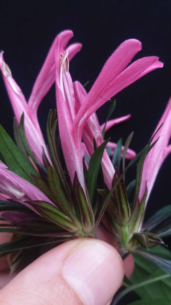 Foto em close mostrando várias flores rosa alongadas, com pétalas tubulares e felpudas, projetando-se em diferentes direções. As estruturas florais nascem de uma base formada por brácteas estreitas, verdes e arroxeadas. A imagem destaca o encontro entre os dedos que seguram o ramo e a base das flores. O fundo é preto e uniforme, realçando o contraste entre as cores vivas das pétalas e o verde das folhas. A iluminação é suave e distribui brilho leve sobre as superfícies.