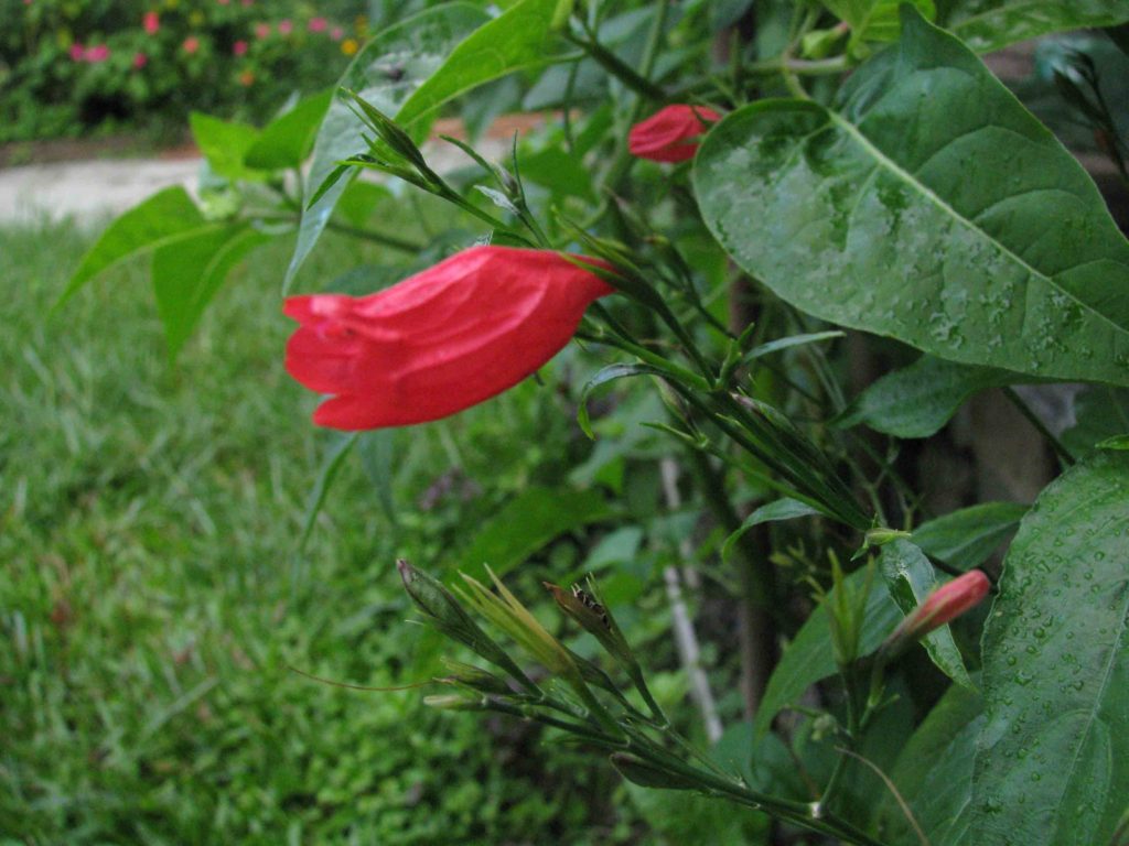 Foto em close mostrando uma flor vermelha tubular inclinada para a esquerda, com pétalas unidas formando um tubo alongado. O caule é fino e carrega vários botões alongados ainda fechados. Folhas verdes grandes, de formato oval e superfície lisa, ocupam a área ao redor da flor. O fundo mostra vegetação baixa e gramado desfocado em tons de verde. A iluminação é natural e suave, com pequenas gotas de água visíveis sobre as folhas.