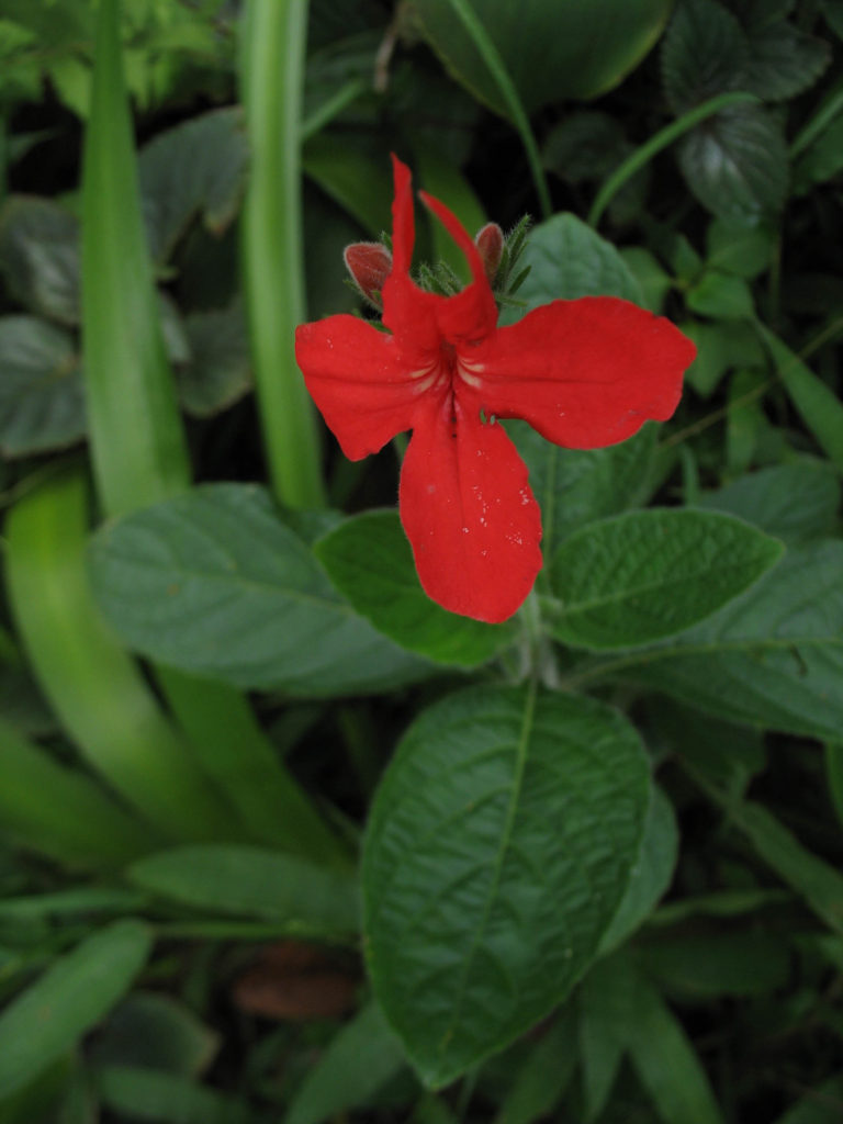 Foto em plano médio mostrando uma flor vermelha aberta, com pétalas largas e irregulares, voltada para a frente. A flor está inserida acima de um conjunto de folhas ovais, verde-escuras e com nervuras bem marcadas. O fundo é composto por folhagem densa em diferentes tons de verde, criando um ambiente de jardim sombreado. A iluminação é suave e difusa, destacando o brilho leve das pétalas e a textura rugosa das folhas.