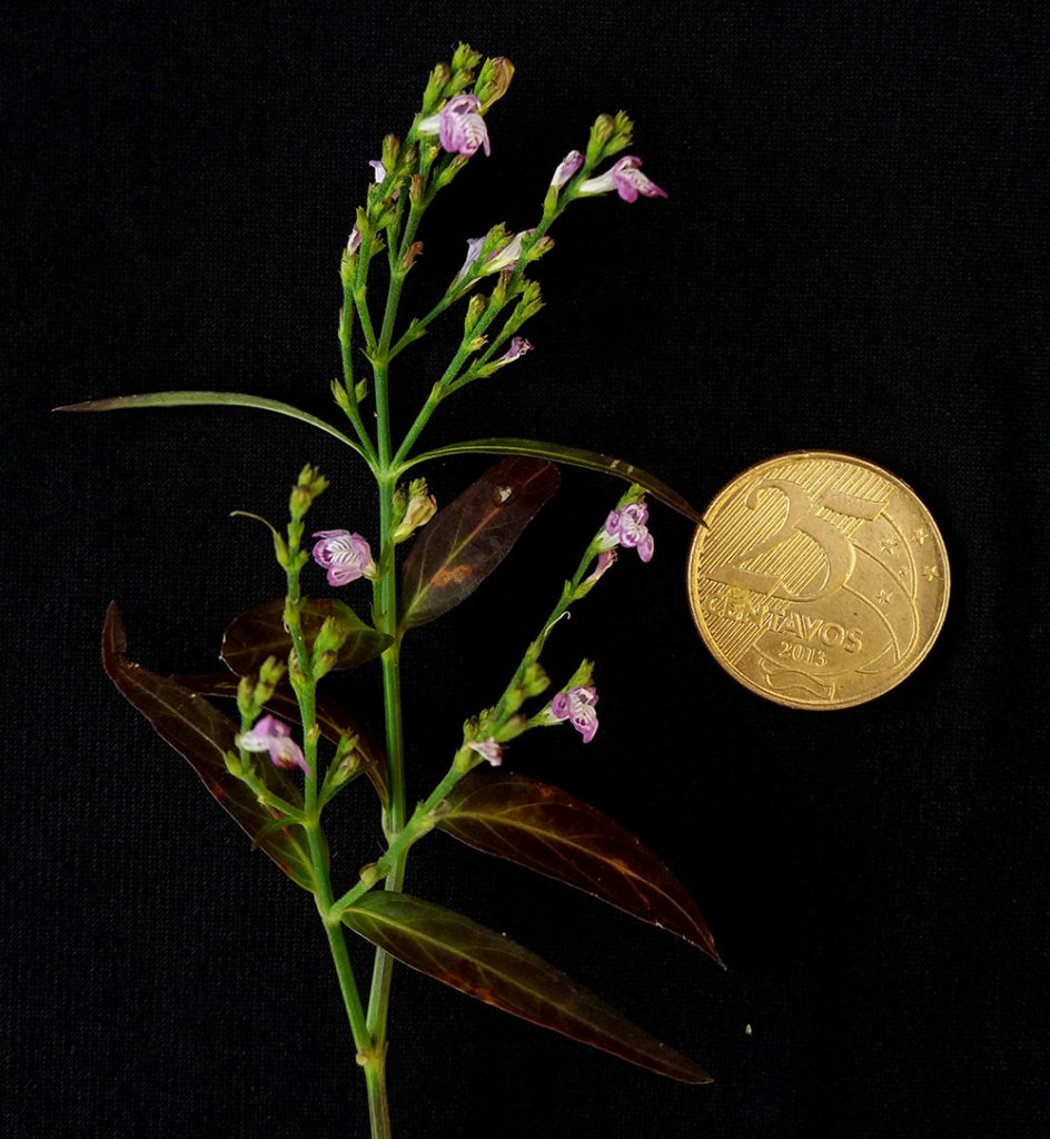 Foto em plano médio mostrando um ramo verde com várias flores lilases pequenas distribuídas ao longo das hastes. As flores possuem pétalas estreitas e se abrem discretamente nas extremidades dos ramos. Folhas longas e estreitas, em tons de verde e marrom, acompanham a estrutura. À direita do ramo há uma moeda dourada posicionada para comparação de tamanho. O fundo é totalmente preto, destacando a silhueta do ramo, das flores e da moeda. A iluminação é suave, criando brilho leve nas superfícies metálicas e vegetais.
