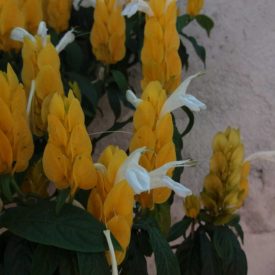 Foto em plano médio mostrando várias inflorescências amarelas eretas, formadas por brácteas sobrepostas que criam estruturas alongadas. Entre essas brácteas surgem flores brancas delicadas, com pétalas finas projetando-se para fora. As folhas ao redor são verde-escuras, ovais e levemente brilhantes. O fundo revela uma parede clara desfocada e parte do solo. A iluminação é suave, ressaltando o contraste entre o amarelo das brácteas e o branco das flores.