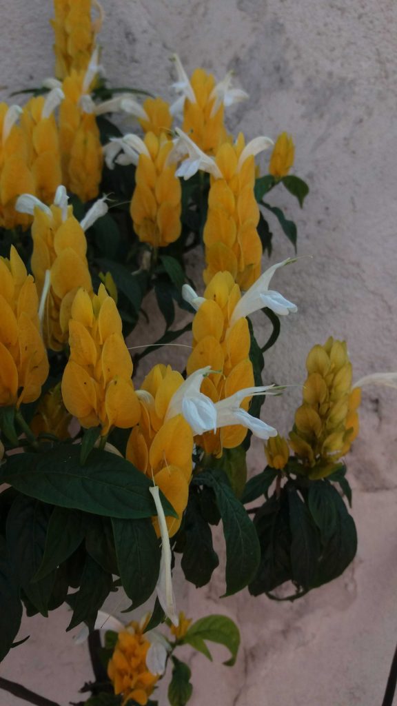 Foto em plano médio mostrando várias inflorescências amarelas eretas, formadas por brácteas sobrepostas que criam estruturas alongadas. Entre essas brácteas surgem flores brancas delicadas, com pétalas finas projetando-se para fora. As folhas ao redor são verde-escuras, ovais e levemente brilhantes. O fundo revela uma parede clara desfocada e parte do solo. A iluminação é suave, ressaltando o contraste entre o amarelo das brácteas e o branco das flores.