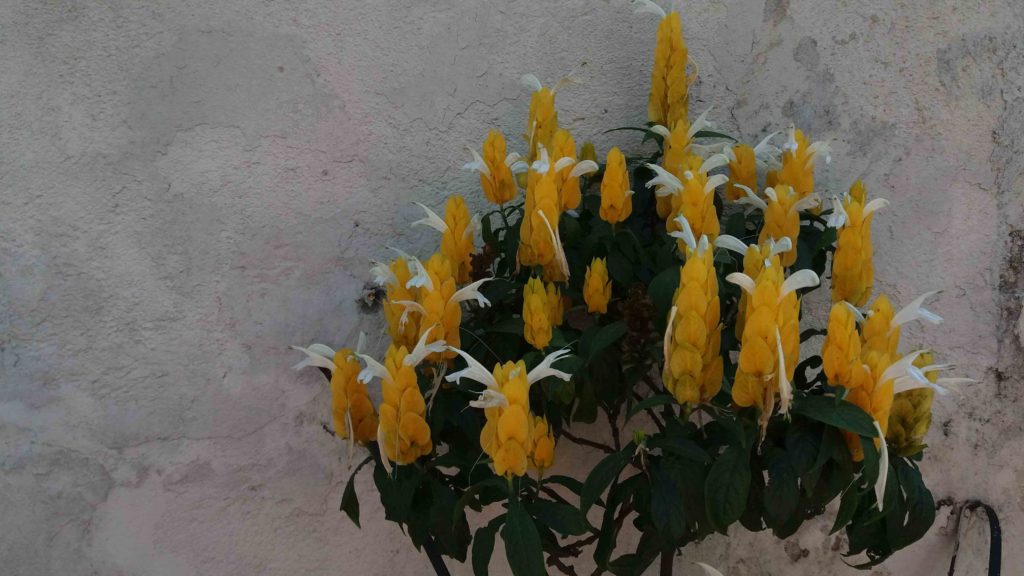 Foto em plano geral mostrando um arbusto carregado de inflorescências amarelas, formadas por brácteas sobrepostas e de onde saem flores brancas finas. A planta está encostada a um muro claro e texturizado, que compõe o fundo da cena. As folhas são verde-escuras, ovais e numerosas. A iluminação é natural e suave, destacando o contraste entre as brácteas amarelas e o muro pálido.