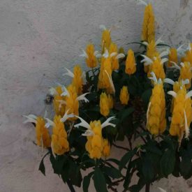 Foto em plano geral mostrando um arbusto carregado de inflorescências amarelas, formadas por brácteas sobrepostas e de onde saem flores brancas finas. A planta está encostada a um muro claro e texturizado, que compõe o fundo da cena. As folhas são verde-escuras, ovais e numerosas. A iluminação é natural e suave, destacando o contraste entre as brácteas amarelas e o muro pálido.