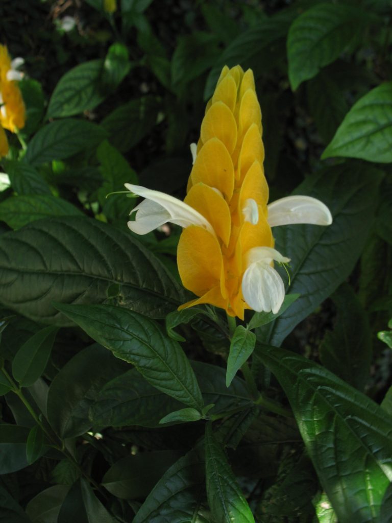 Foto em plano médio destacando uma estrutura alongada de brácteas amarelas, dispostas em camadas sobrepostas. Entre essas brácteas surgem flores brancas, longas e delicadas, projetando-se lateralmente. As folhas ao redor são verde-escuras, grandes e com nervuras marcadas. O fundo mostra vegetação sombreada, levemente desfocada. A iluminação é suave, realçando o amarelo intenso das brácteas.