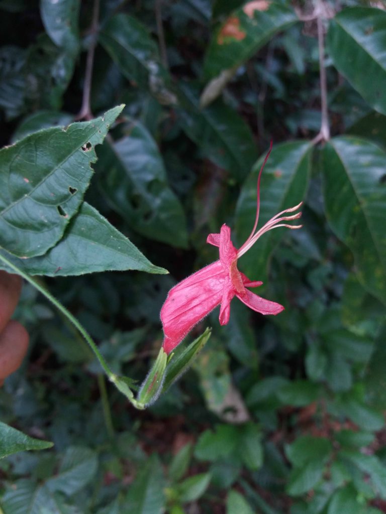 Foto em plano médio mostrando uma flor rosa estreita e alongada, pendendo de um caule fino. A flor possui pétalas curvas e delicadas que se abrem parcialmente na extremidade. Ao fundo, há folhas verdes grandes e irregulares, algumas com perfurações visíveis. O ambiente é sombreado, com iluminação suave e difusa que destaca o tom vibrante da flor contra o fundo escuro da vegetação.