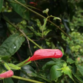 Foto em close mostrando um botão floral vermelho alongado, de superfície levemente enrugada e coberta por finos pelos. O botão surge na ponta de um caule verde e felpudo, acompanhado de pequenas brácteas verdes. O fundo é composto por folhas grandes e escuras, desfocadas, criando contraste com o vermelho vivo do botão. A iluminação é suave e natural.