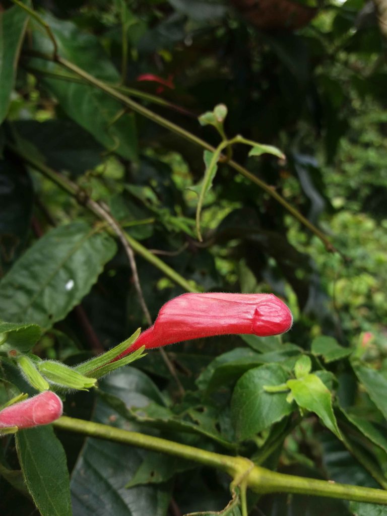 Foto em close mostrando um botão floral vermelho alongado, de superfície levemente enrugada e coberta por finos pelos. O botão surge na ponta de um caule verde e felpudo, acompanhado de pequenas brácteas verdes. O fundo é composto por folhas grandes e escuras, desfocadas, criando contraste com o vermelho vivo do botão. A iluminação é suave e natural.