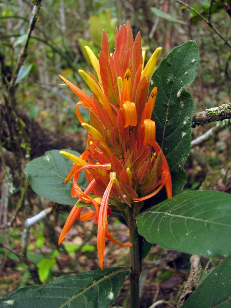 Foto em plano médio mostrando uma inflorescência formada por flores tubulares em tons de laranja e amarelo, distribuídas de maneira densa e vertical. As flores são alongadas, finas e recurvadas, com algumas exibindo marcas escuras na extremidade. Folhas grandes, verde-escuras e com nervuras pronunciadas cercam a base da inflorescência. O fundo é um ambiente de bosque, com galhos e vegetação desfocada. A iluminação é natural e suave, destacando as cores vibrantes das flores.