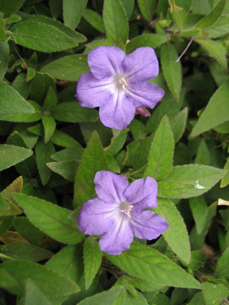 Foto em plano médio mostrando duas flores lilases abertas, com cinco pétalas levemente enrugadas e centro claro. As flores estão distribuídas entre folhagem verde densa composta por folhas estreitas e alongadas. O fundo é totalmente preenchido pela vegetação, criando textura uniforme. A iluminação é suave e natural, destacando o contraste entre o lilás das flores e o verde das folhas.