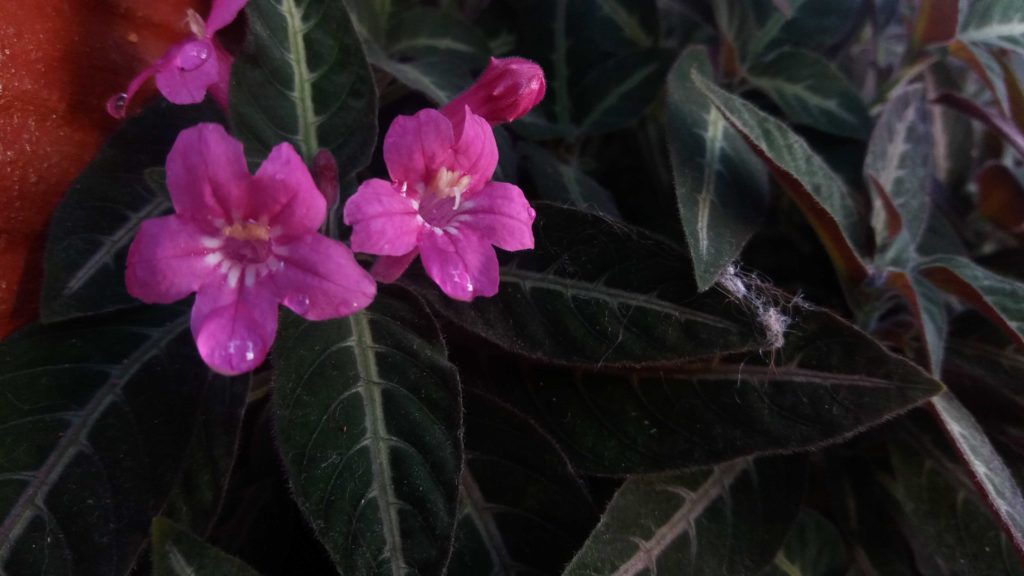 Foto em plano médio mostrando duas flores rosadas abertas, com pétalas arredondadas e detalhes mais claros na região central. As flores estão apoiadas em folhas verde-escuras, grandes e com nervuras claras bem marcadas. O fundo é escuro e composto por folhagem densa, criando contraste forte com o tom vibrante das flores. A iluminação é suave e lateral, destacando a textura das pétalas e das nervuras.