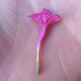 Foto em close mostrando uma flor rosada de tubo longo, estreito e levemente curvado, posicionada sobre a palma da mão. As pétalas superiores são mais largas e formam um pequeno leque, enquanto a base do tubo é pálida e termina em uma ponta verde. O fundo é desfocado, com aparência de solo e vegetação. A iluminação é natural e difusa, realçando o brilho suave das pétalas.