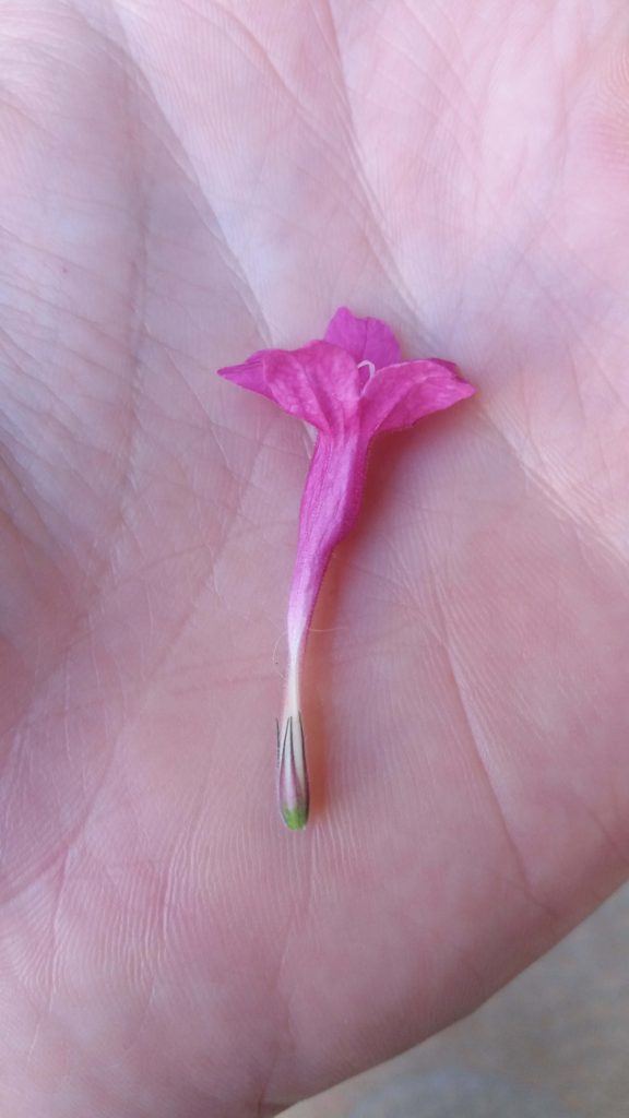 Foto em close mostrando uma flor rosada de tubo longo, estreito e levemente curvado, posicionada sobre a palma da mão. As pétalas superiores são mais largas e formam um pequeno leque, enquanto a base do tubo é pálida e termina em uma ponta verde. O fundo é desfocado, com aparência de solo e vegetação. A iluminação é natural e difusa, realçando o brilho suave das pétalas.