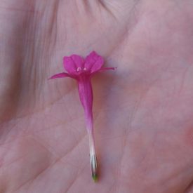 Foto em close mostrando uma flor rosada de tubo longo e estreito, apoiada na palma da mão. As pétalas se abrem formando cinco lobos arredondados, com dois estames brancos visíveis no centro. A base do tubo floral é mais clara, terminando em um pequeno ápice verde. O fundo é desfocado, composto por vegetação em tons de verde. A iluminação é suave, destacando a textura delicada da flor.
