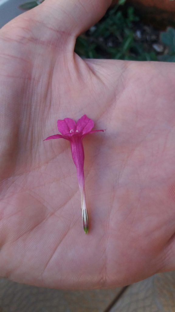 Foto em close mostrando uma flor rosada de tubo longo e estreito, apoiada na palma da mão. As pétalas se abrem formando cinco lobos arredondados, com dois estames brancos visíveis no centro. A base do tubo floral é mais clara, terminando em um pequeno ápice verde. O fundo é desfocado, composto por vegetação em tons de verde. A iluminação é suave, destacando a textura delicada da flor.