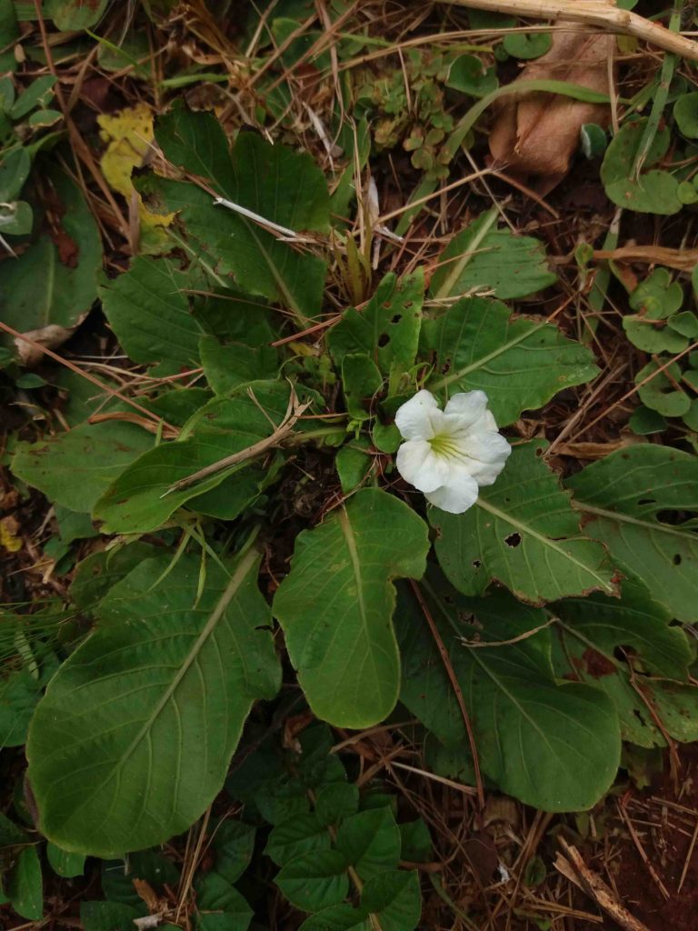 Foto em plano superior mostrando uma planta rasteira com folhas largas, verdes e de nervuras evidentes, dispostas em formato de roseta. Entre as folhas há uma única flor branca aberta, com pétalas onduladas. O solo ao redor contém palha seca e pequenos brotos verdes. A iluminação é natural e suave.