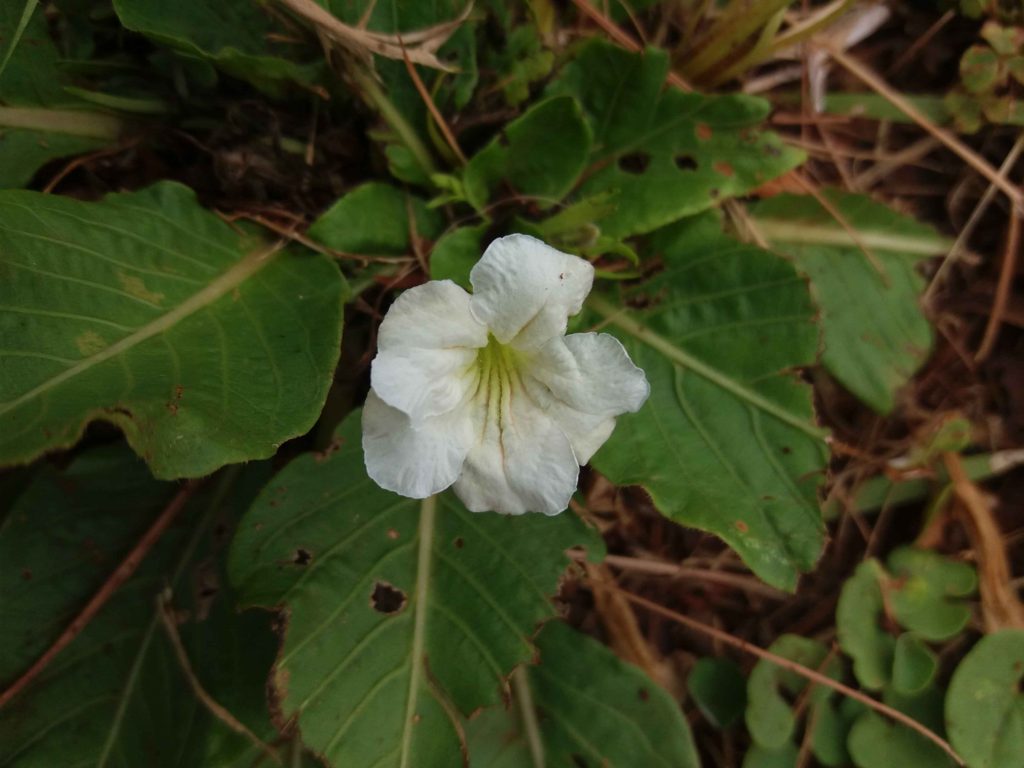 Foto em plano fechado mostrando uma flor branca aberta, com cinco pétalas arredondadas e centro levemente amarelado. As folhas ao redor são grandes, com bordas irregulares e marcas de insetos. O fundo é composto por solo, palha seca e vegetação baixa. A iluminação é difusa, destacando a textura suave da flor.