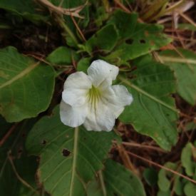 Foto em plano fechado mostrando uma flor branca aberta, com cinco pétalas arredondadas e centro levemente amarelado. As folhas ao redor são grandes, com bordas irregulares e marcas de insetos. O fundo é composto por solo, palha seca e vegetação baixa. A iluminação é difusa, destacando a textura suave da flor.