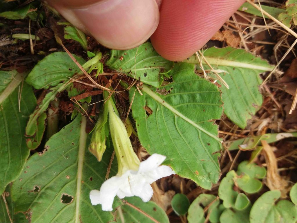 Foto em close mostrando a base de uma flor branca tubular, emergindo entre folhas verdes largas e com nervuras pronunciadas. Parte da flor é sustentada por dedos no topo da imagem. O solo e restos vegetais aparecem ao fundo de maneira desfocada. A iluminação natural evidencia os detalhes das nervuras e das bordas danificadas das folhas.