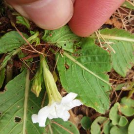 Foto em close mostrando a base de uma flor branca tubular, emergindo entre folhas verdes largas e com nervuras pronunciadas. Parte da flor é sustentada por dedos no topo da imagem. O solo e restos vegetais aparecem ao fundo de maneira desfocada. A iluminação natural evidencia os detalhes das nervuras e das bordas danificadas das folhas.