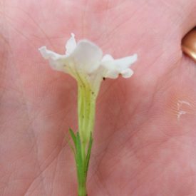 Foto em close mostrando uma flor branca tubular de tubo comprido, apoiada na palma da mão. A flor tem lóbulos curtos e irregulares na extremidade, enquanto a base apresenta um conjunto de brácteas verdes finas. O fundo é desfocado, sugerindo solo e vegetação ao redor. A iluminação é suave e natural.