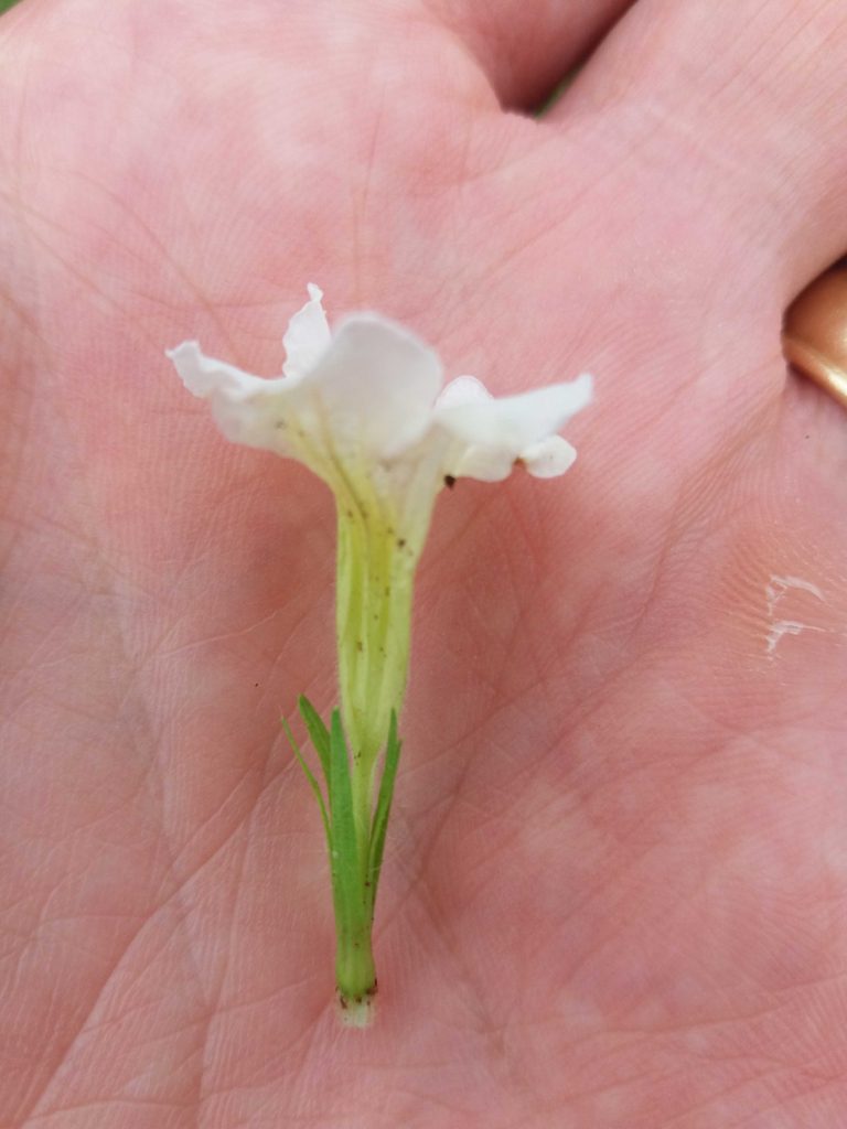 Foto em close mostrando uma flor branca tubular de tubo comprido, apoiada na palma da mão. A flor tem lóbulos curtos e irregulares na extremidade, enquanto a base apresenta um conjunto de brácteas verdes finas. O fundo é desfocado, sugerindo solo e vegetação ao redor. A iluminação é suave e natural.