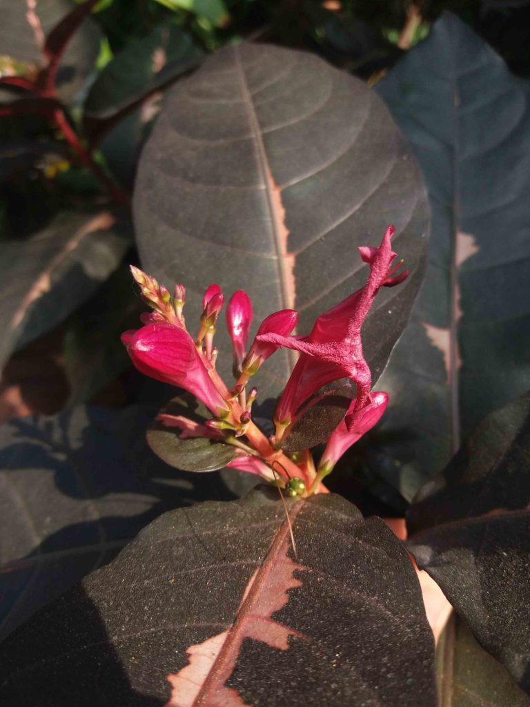 A imagem mostra um close de um ramo florido emergindo sobre grandes folhas ovais, espessas e de coloração verde-escuro quase preta. As folhas apresentam nervuras claras, formando um padrão contrastante, e áreas irregulares mais claras ao longo da nervura central. No centro da cena, há um grupo de botões alongados, brilhantes e rosados, junto a uma flor parcialmente aberta, com pétalas estreitas e tubulares que se curvam para fora. A luz do sol incide diretamente, criando pontos de brilho nas folhas e ressaltando as texturas foscas e as tonalidades vivas dos botões. Uma pequena estrutura verde, semelhante a um fruto ou formação inicial de semente, aparece presa ao caule logo abaixo das flores.