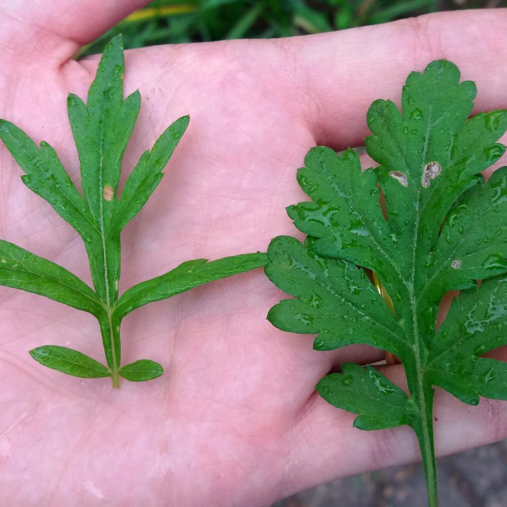 Artemisia Verlotiorum Lamotte Biologia Vegetal