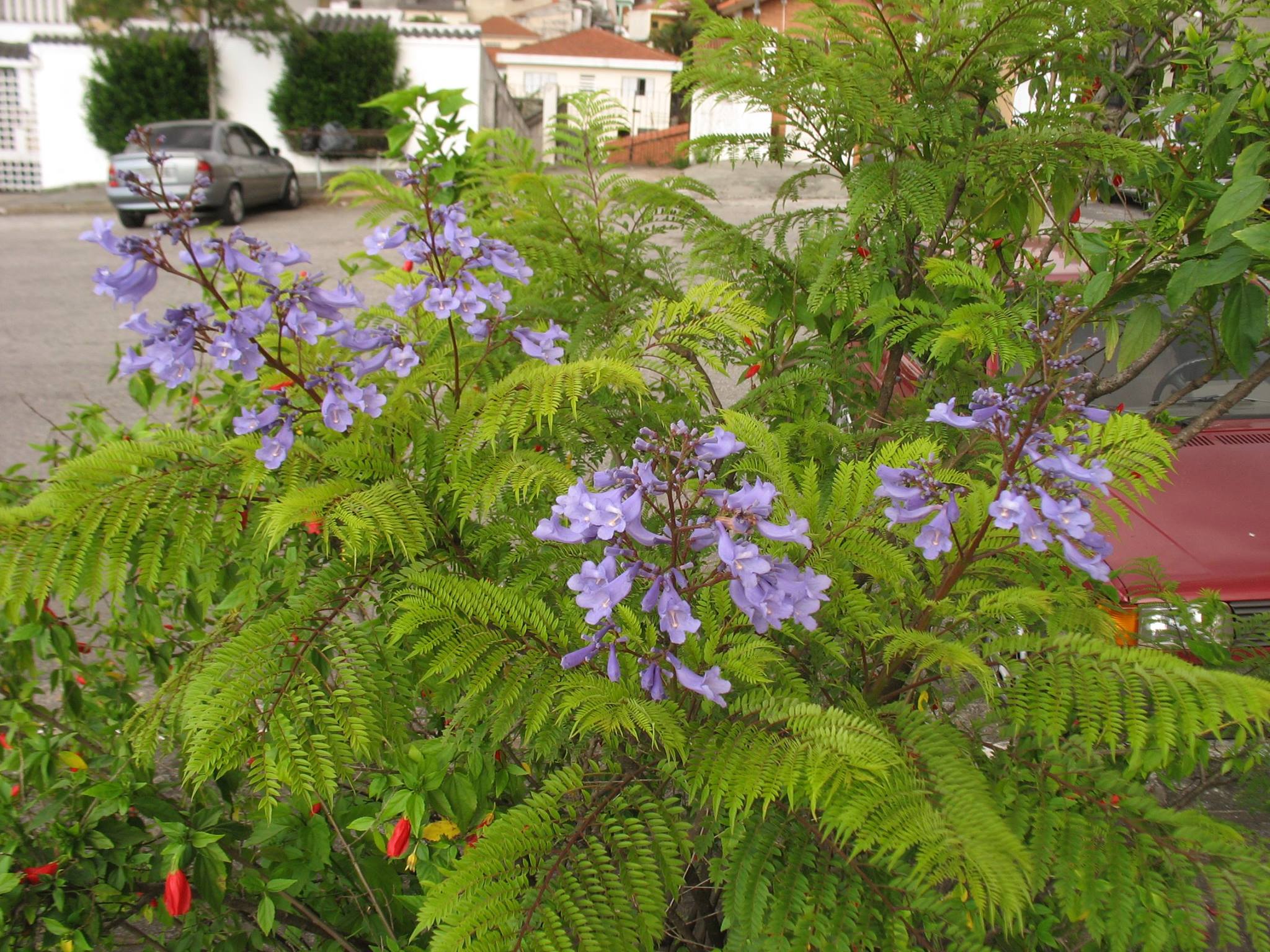 Jacaranda Mimosifolia D Don Biologia Vegetal